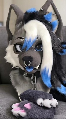 Fursuit long fur husky - fursuit,