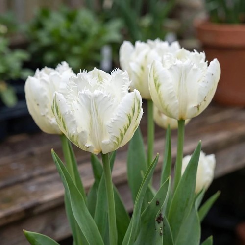 Tulip white parrot bulbs x10 - 'white,