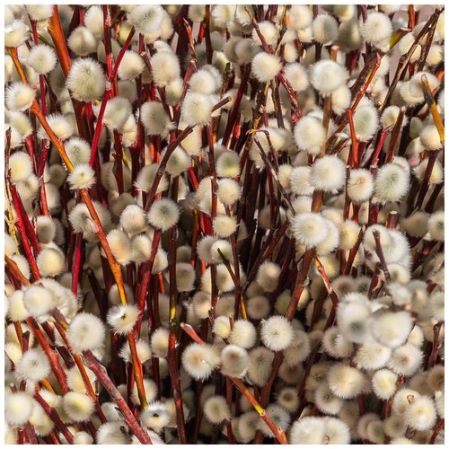 Violet willow trees - willow, salix