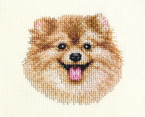 Pomeranian dog puppy full - pomeranian, ~