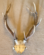 Very Large EXMOOR ROE DEER