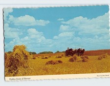 Postcard Golden Grain of
