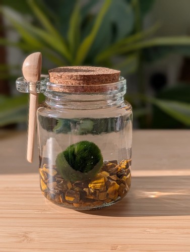 Marimo moss ball - marimo, in