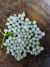 Fresh english mistletoe - 60,