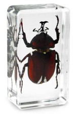 Real Insect Paperweight Taxidermy Specimen - Japanese Rhinocerous Beetle