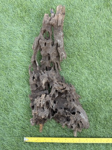 Large natural dragon - natural,