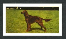 IRISH SETTER 1961 HORNIMANS