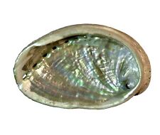 Abalone Shell Natural Large