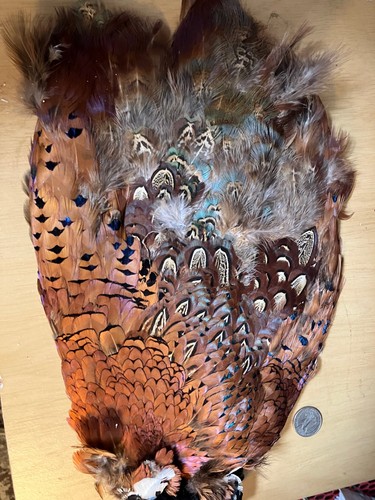 Natural ringneck pheasant skin - natural,
