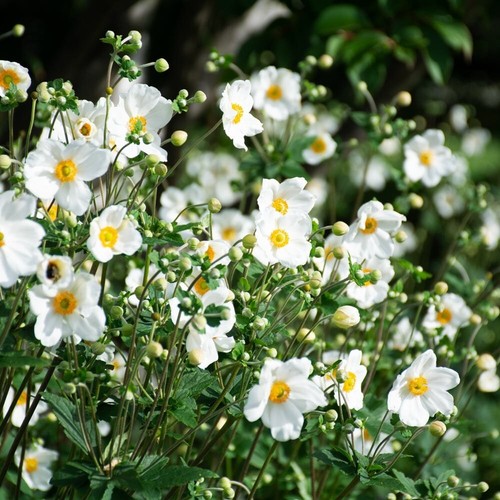 Anemone plant honorine jobert - anemone,