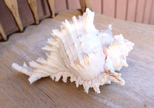 Large Natural Conch Seashell