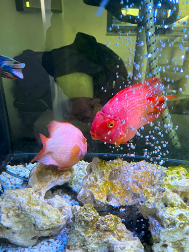 Tropical malawi cichlids - malawi,