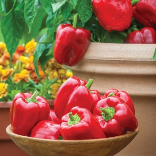 Capsicum bell pepper - bell,