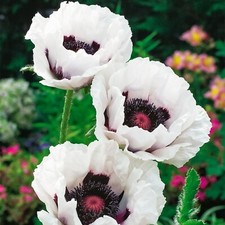Poppy 'Perry's White' -