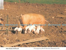 D104971 Milk Shakes All Round. Mrs M. Marchant. Dorset Federation of Womens Inst