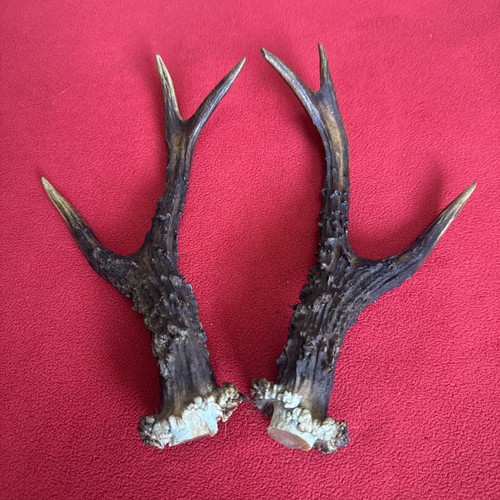 Pair roe deer - pair, of