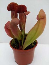 SARRACENIA 'JEDI' hybrid N.Am.pitcher CARNIVOROUS insect eating plant in 3½" pot