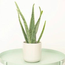 Aloe vera 35cm potted - aloe,