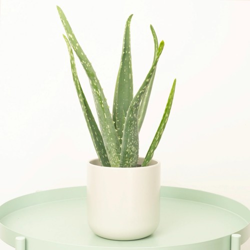 Aloe vera 35cm potted - 2,
