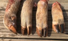 Real Pig Feet X4 Frozen For