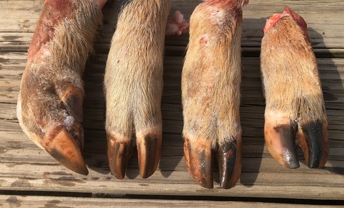 Real pig feet - real, frozen