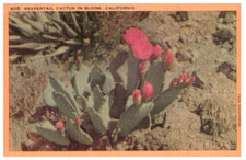 Beavertail Cactus In Bloom
