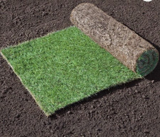 Real Grass Turf Free Nationwide Delivery All Sqms Freshly Cut Lawn Rolls Green