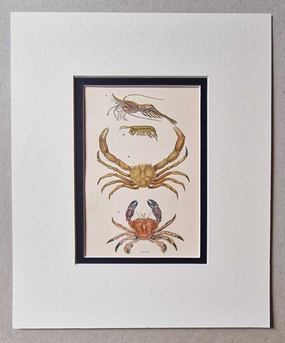 Sowerby prawn sandskipper - sandskipper, &