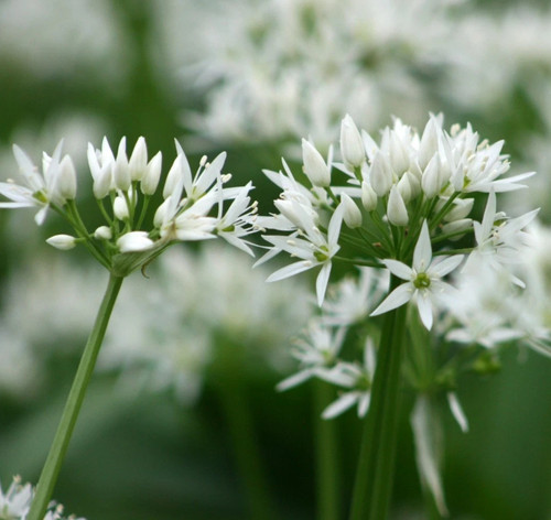Wild garlic bulbs for - garlic,
