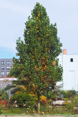 Liriodendron tulipifera