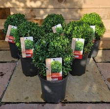 EVERGREEN BUXUS BALL -SEMPERVIRENS TOPIARY 20 cm x 36 cm