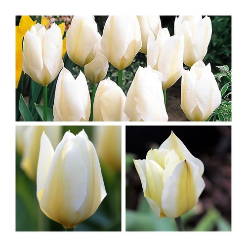 Purissima tulips flower - tulips,
