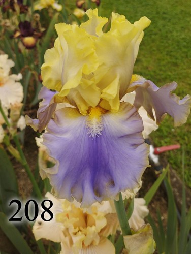 Rhizome iris germanica - 1,