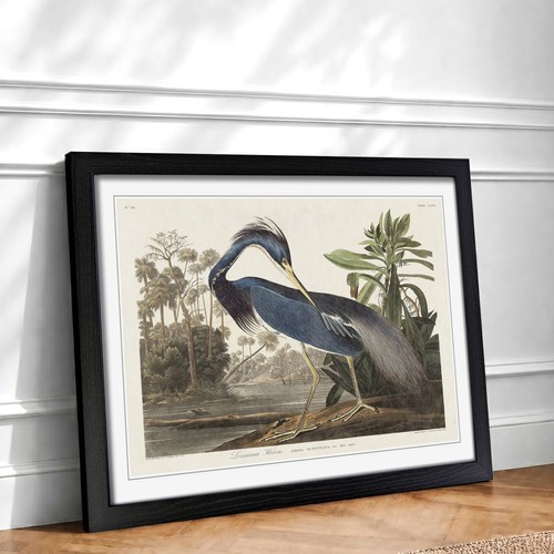 Louisiana heron forest bird - heron,