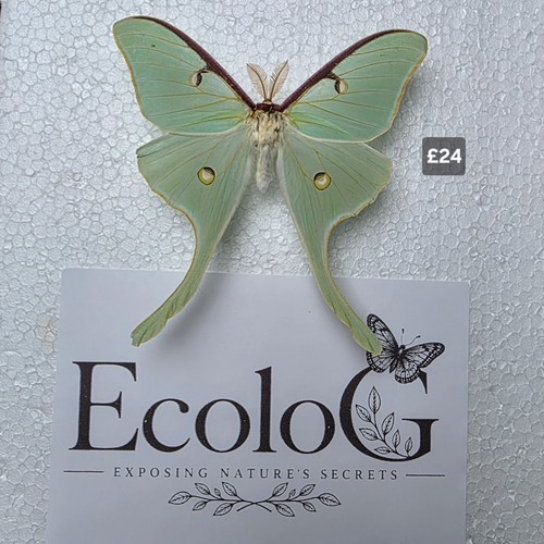 Actias luna - actias,