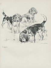 BEAGLE HOUNDS LOVELY OLD 1938