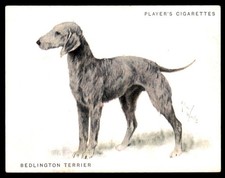 Bedlington terrier 1933 - 1933, john