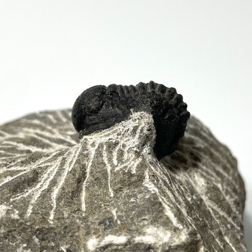 Trilobite fossil natural - fossil, on