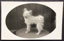 VINTAGE DOG POSTCARD POMERANIAN PUP, 1920, UNUSED VERY GOOD