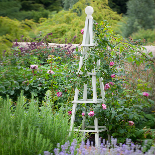 Large garden sage - large,