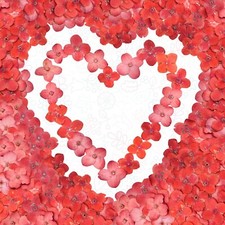 Pressed Flowers Red Cute 04