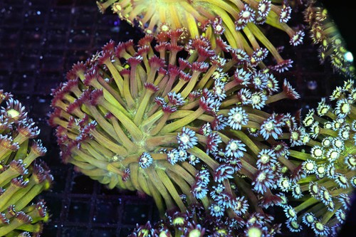 Green goniopora colony wysiwyg - goniopora,