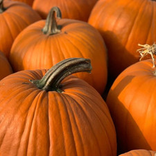 Pumpkin jack - pumpkin, ‘jack