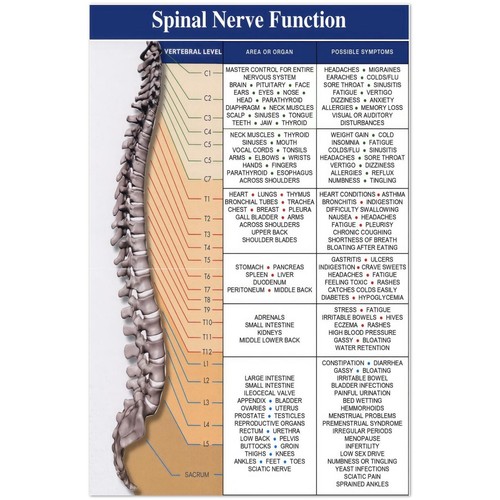 Spinal nerve function anatomy - spinal,