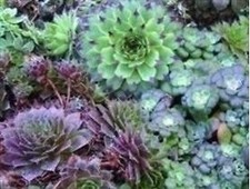 Flower - Sempervivum Mixed -