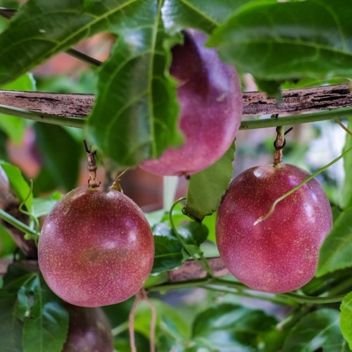 Purple passion fruit plants - passion,