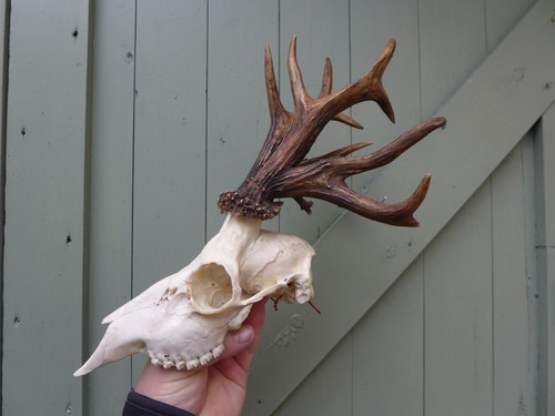 Roe deer skull - skull, abnormal