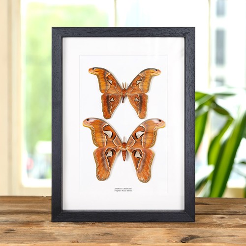 Filipino atlas moth male - filipino,