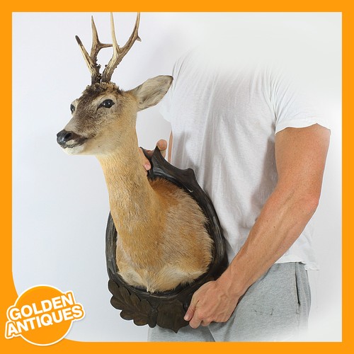 Real roe deer - real, head