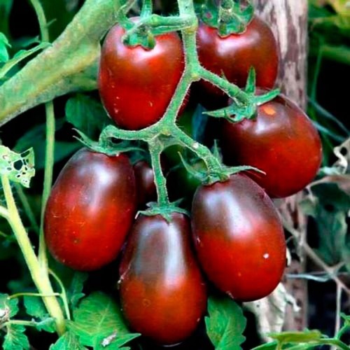 Black moor tomato - 25, x